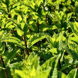 Bouquet de menthe fraîche