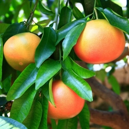 Cagette de Pomelos BIO