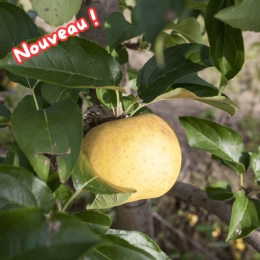 Cagette de pommes Chanteclerc