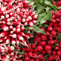 Botte de radis roses