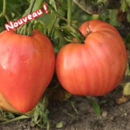 Tomates Rose de Berne