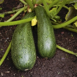 Cagette de courgettes longues