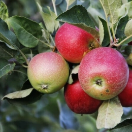 Cagette de pommes Story