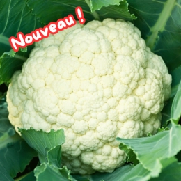 Chou-fleur