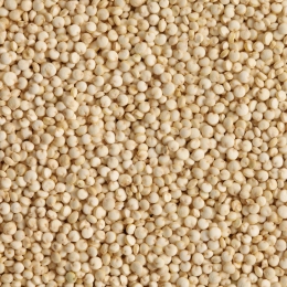 Quinoa blanc