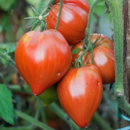 Cagette de tomates Coeur de Boeuf Cauralina