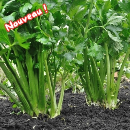 Cagette de céleri branche