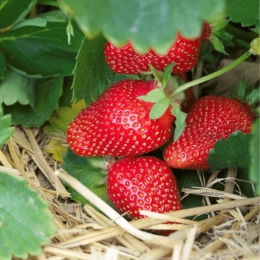 Cagette de fraises Favori