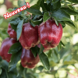 Cagette de pommes Red Chief