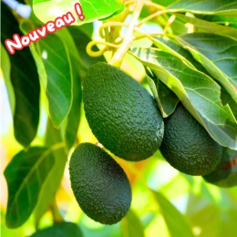 Avocats BIO