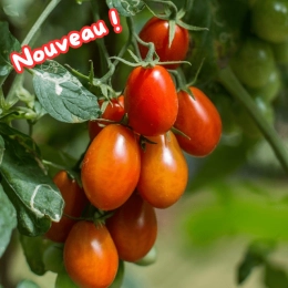 Cagette de tomates Roma