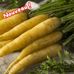 Carottes jaunes