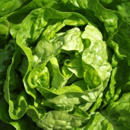 Salade Feuille de Chêne Blonde