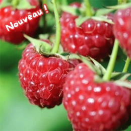Cagette de framboises