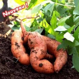 Patates douces BIO