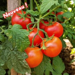 Cagette de tomates grappe