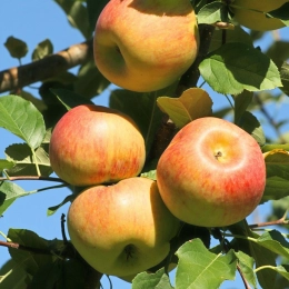 Cagette de pommes Fuji