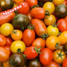 Cagette de tomates cerises méli-mélo