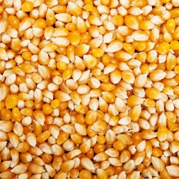 Maïs à pop corn BIO