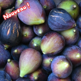 Figues Boule d'Or