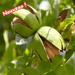 Cagette de noix fraîches