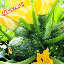 Courgettes rondes