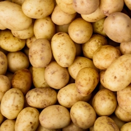 Pommes de terre Marabel BIO (chair tendre)