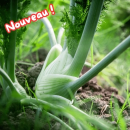 Cagette de fenouils