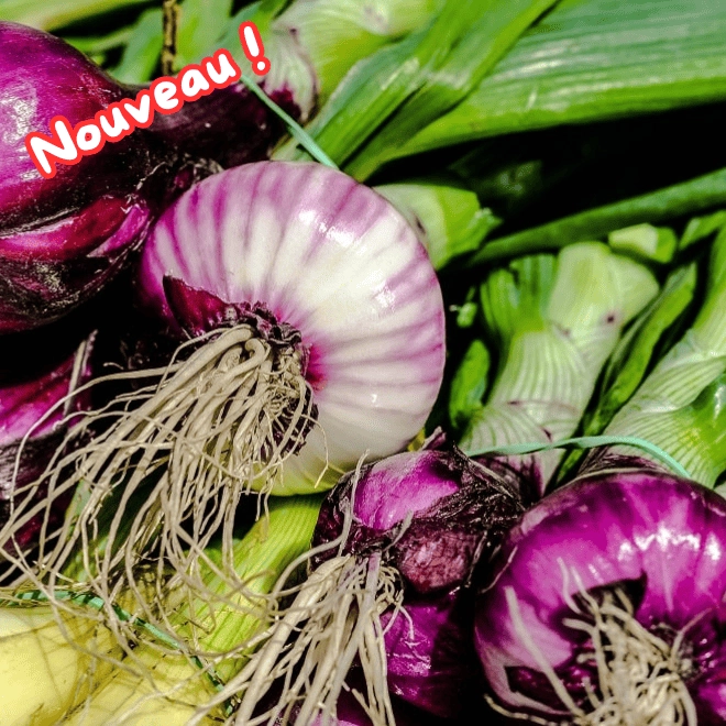Botte d'oignons rouges