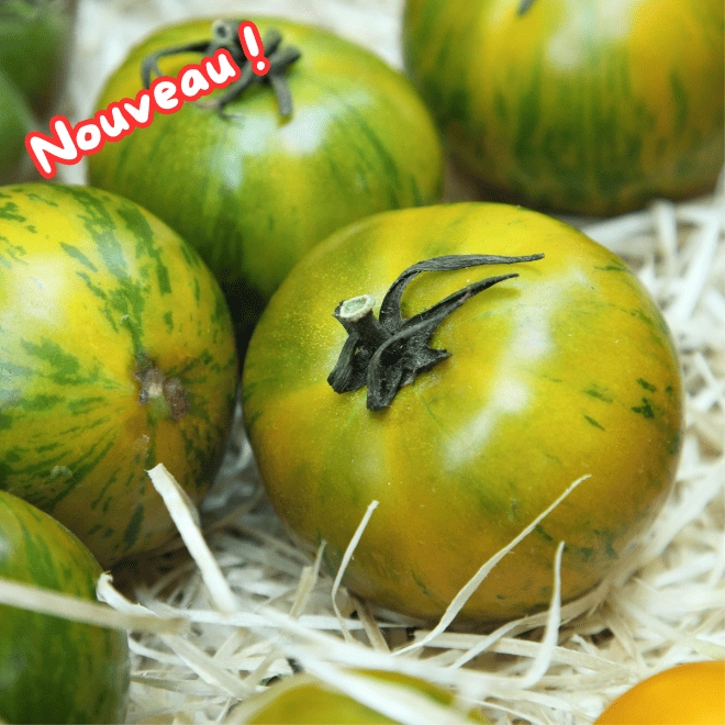 Tomates tigrées vertes