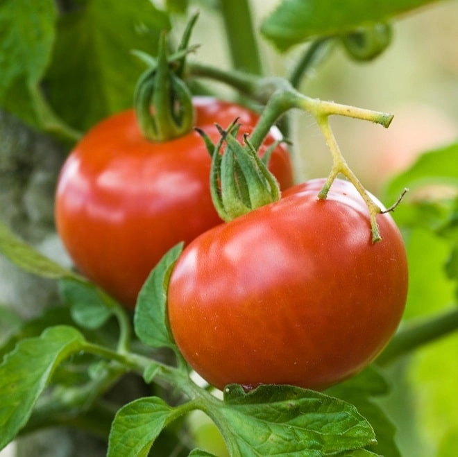 Tomates rondes
