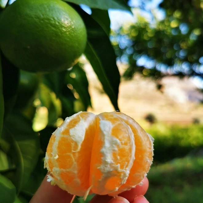 Mandarines Satsuma BIO