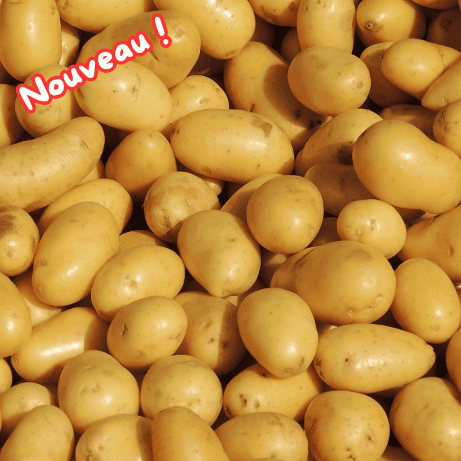 Cagette de pommes de terre Delikatess (chair ferme)