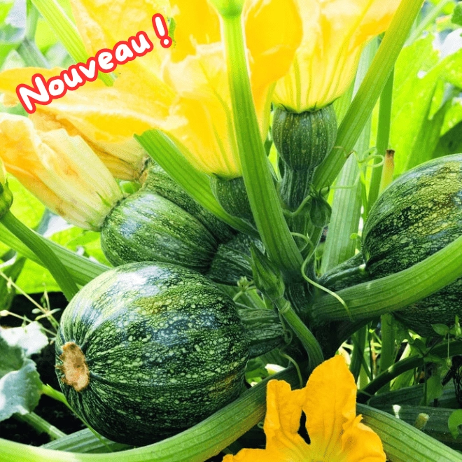 Cagette de courgettes rondes
