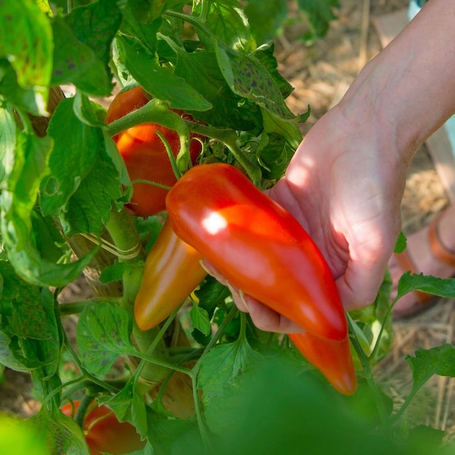 Cagette de tomates Cornues BIO
