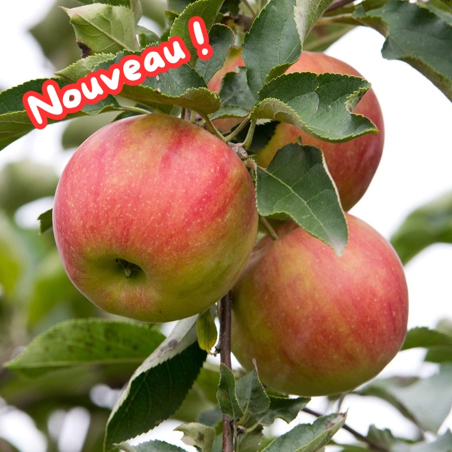Cagette de pommes Idared