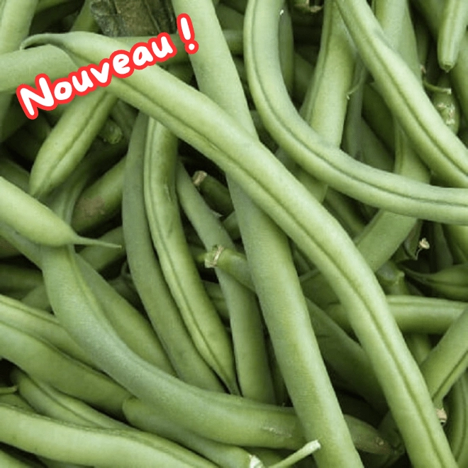 Haricots verts machine