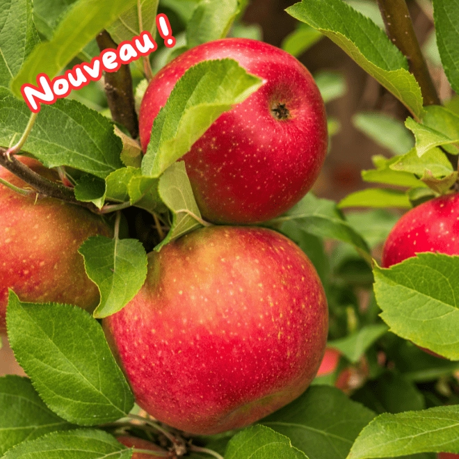 Cagette de pommes Ariane