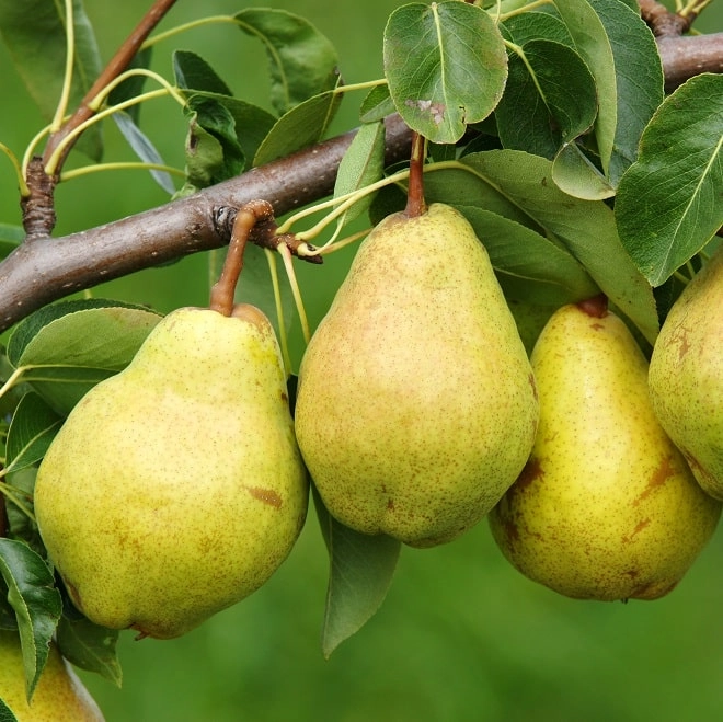 Poires Alexandrine