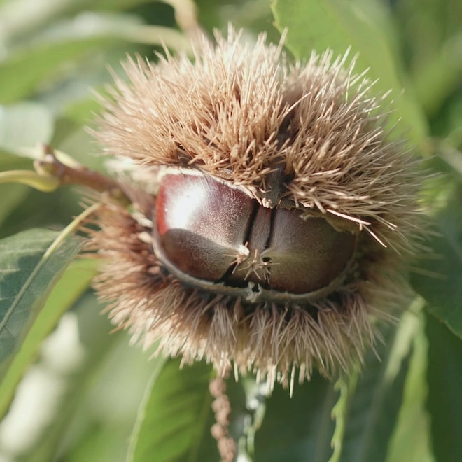 3 façons de faire cuire vos châtaignes (chauds les marrons !)