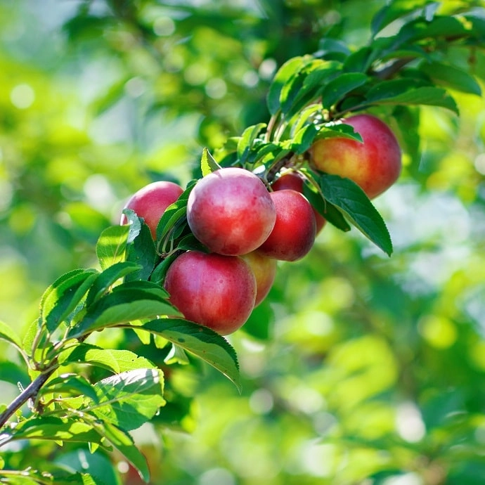 Cagette de nectarines