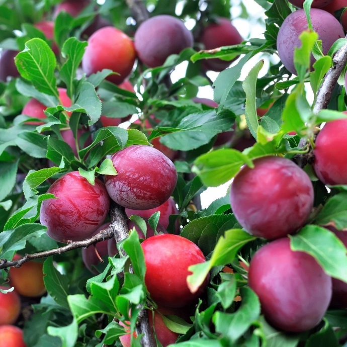 Prunes Burgundy
