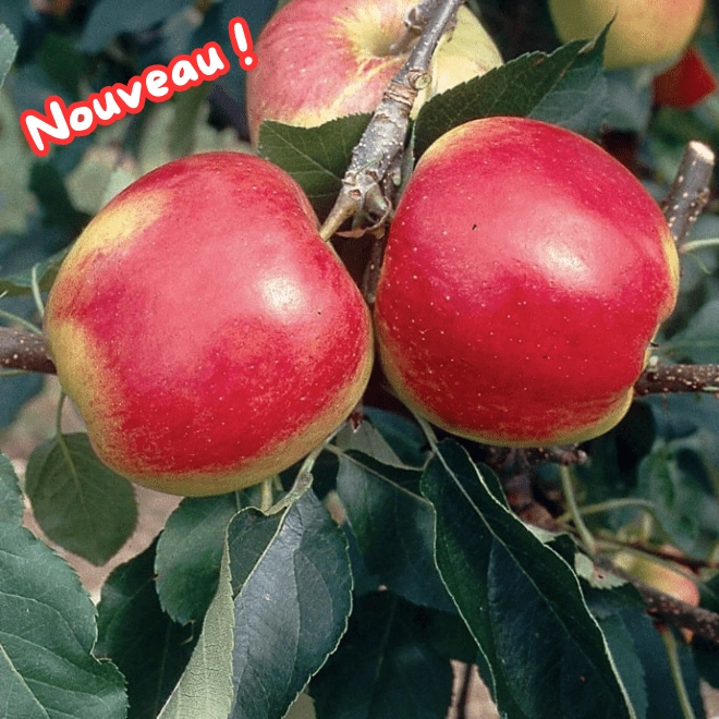 Cagette de pommes Mandy BIO