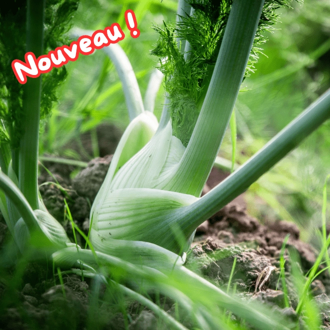 Fenouil