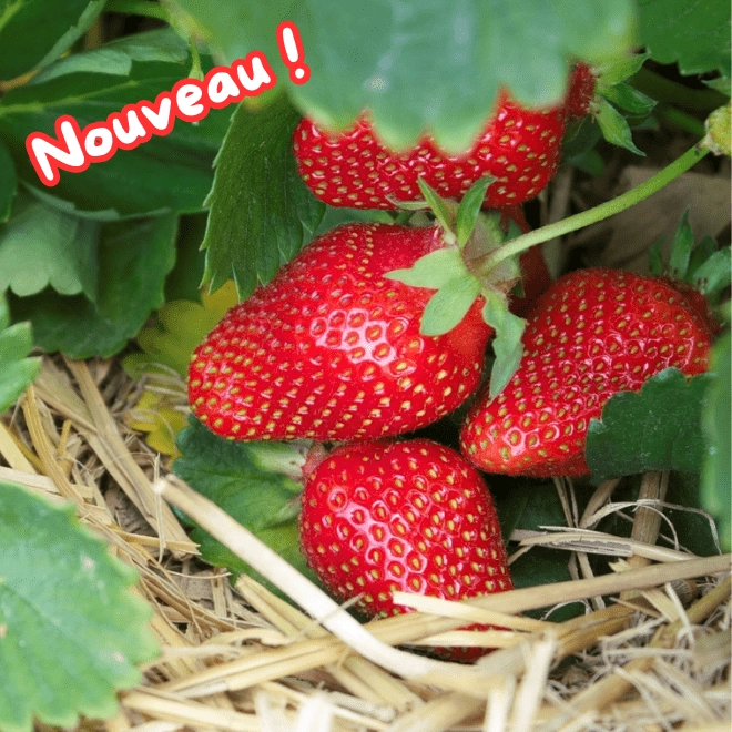 Cagette de fraises Favori