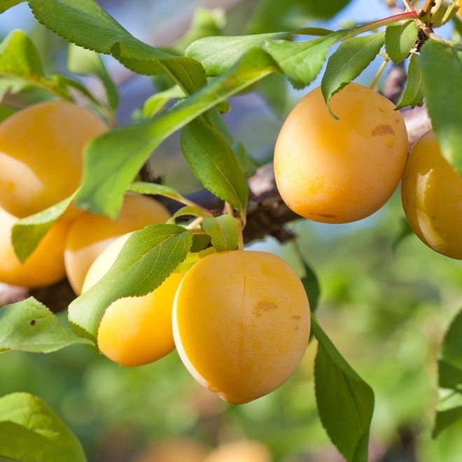 Cagette de prunes Sun