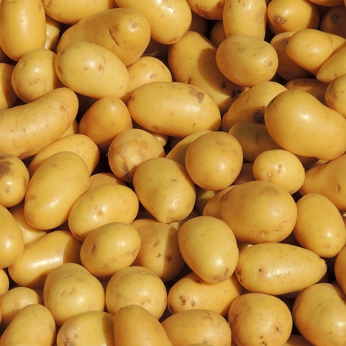 Cagette de pommes de terre Delikatess (chair ferme)