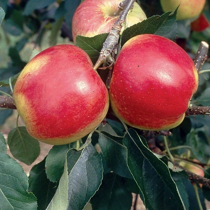 Cagette de pommes Mandy BIO