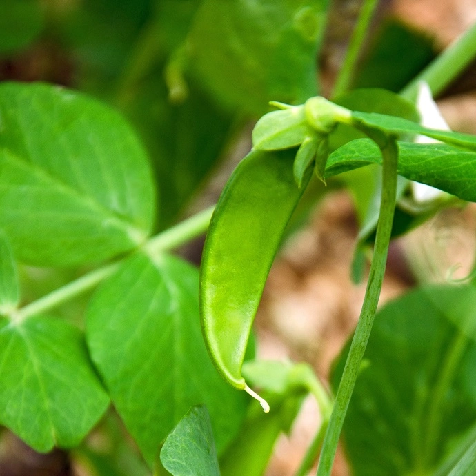 Cagette de pois gourmands