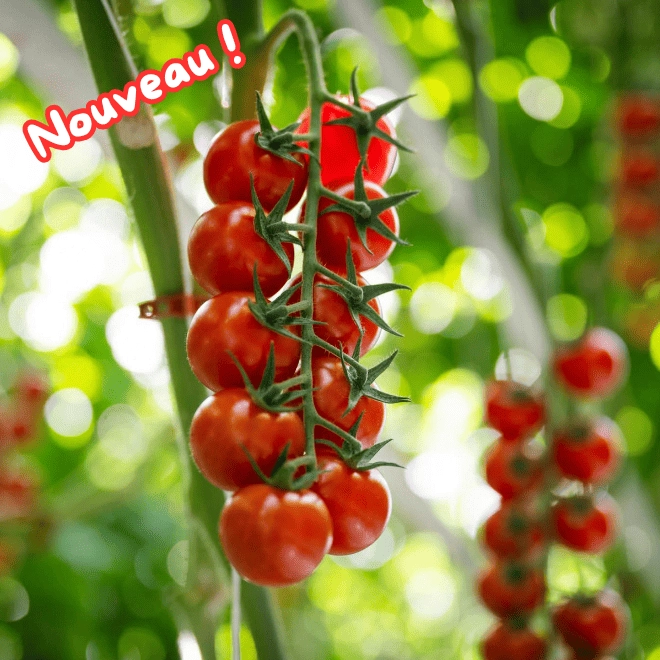 Tomates cerises grappe